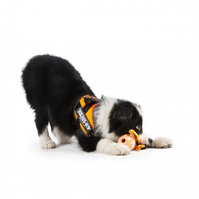 Julius-K9 IDC Natural Rubber Ball With Closable Handle
