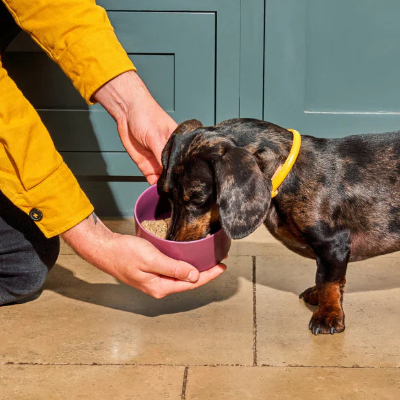 Nutriment Raw Turkey & Salmon Nuggets for Senior Dogs 1kg