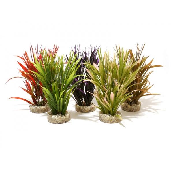 Rosewood Tropical Grass