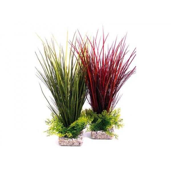 Rosewood Acorus Maxi