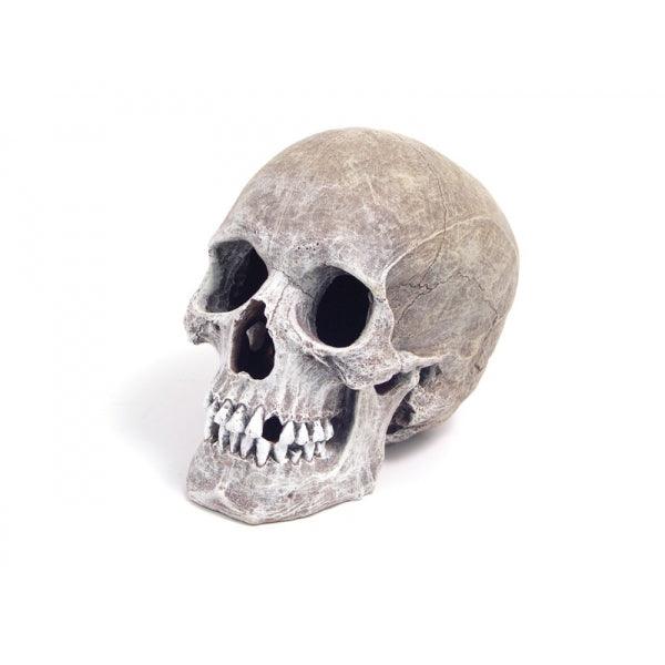 Rosewood Life-Like Human Skull