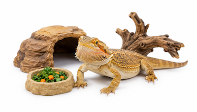 REPTILE
