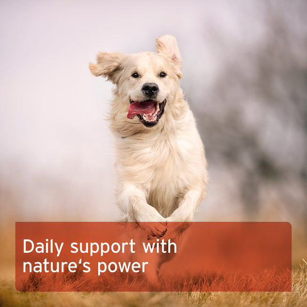 Aniforte Rose Hip Powder for Dogs and Cats