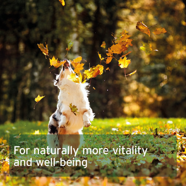 Aniforte Salmon Oil 200 Capsules for Dogs &amp; Cats - Natural Omega-3 EPA